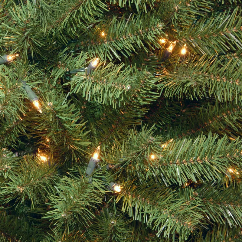 North Valley Spruce Tree with Clear Lights